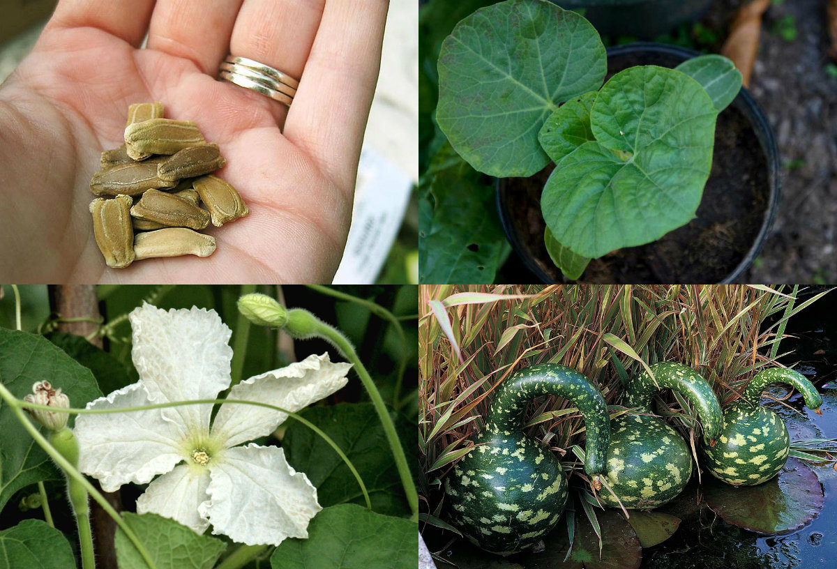 Cách[-]trồng[-]bầu[-]hồ[-]lô[-]hình[-]thiên[-]nga[-]